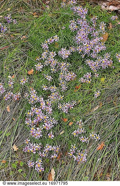 Manzanilla de pastor (Aster sedifolius or Galatella sedifolia) is a perennial herb native to southern and eastern Europe. This photo was taken in Sant Pere de Casserres  Barcelona province  Catalonia  Spain.