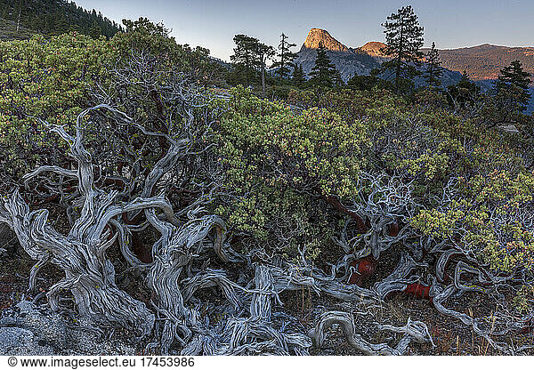Manzanita  near Hell's Half Acre  Ansel Adams Wilderness  California