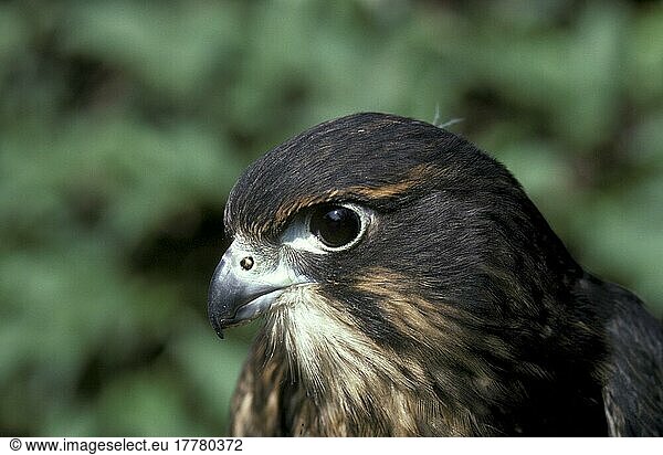 Maorifalke  Maorifalken  Maori-Falke  Falke  Greifvögel  Tiere  Vögel  NewZealand Falcon (Falco noveaeseelandiae) Close up of head