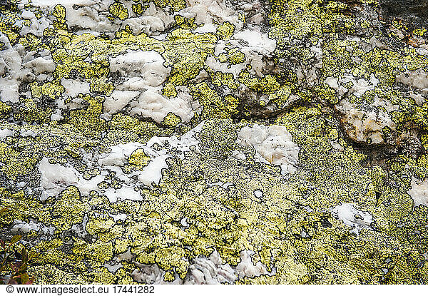 Map lichen (Rhizocarpon geographicum) on rocky surface