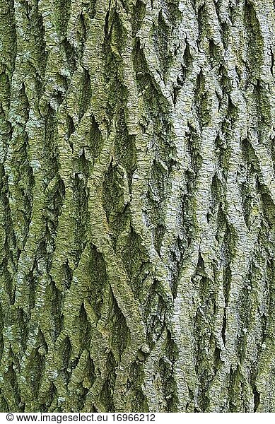 Maple (Acer) tree trunk bark  Switzerland  Europe