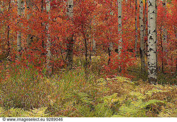 Maple and aspen trees in full autumn colour in woodland.