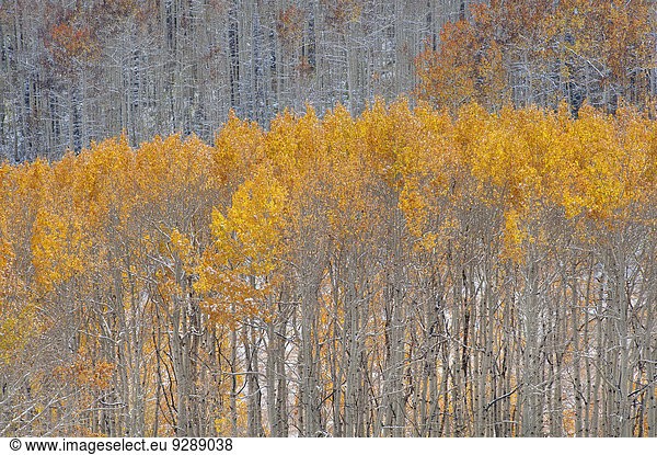 Maple and aspen trees in full autumn foliage in woodland.