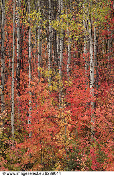 Maple and aspen trees in full autumn foliage in woodland.