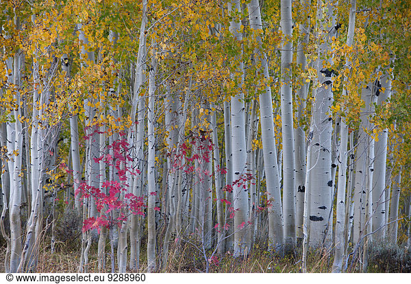 Maple and aspen trees in the national forest of the Wasatch mountains. White bark and slender tree trunks.