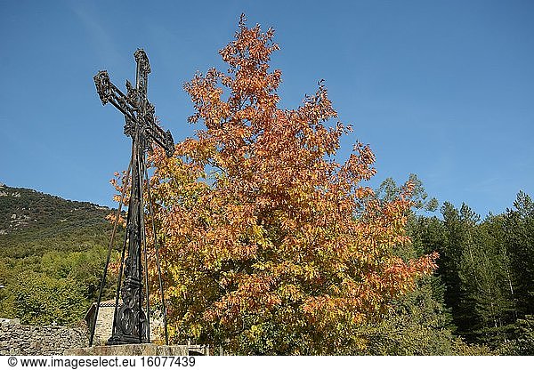 Maple autumn  Dompnac  Ardèche  France