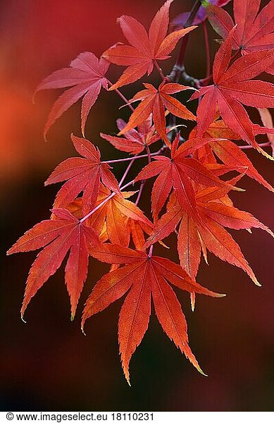 Maple leaves in autumn colours  Acer palmatum  fan maple