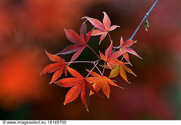 Maple leaves in autumn colours  Acer palmatum  fan maple