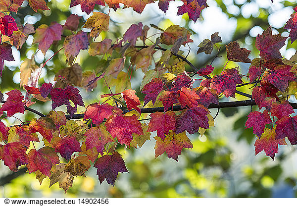 Maple leaves in autumn colours; Astoria  Oregon  United States of America