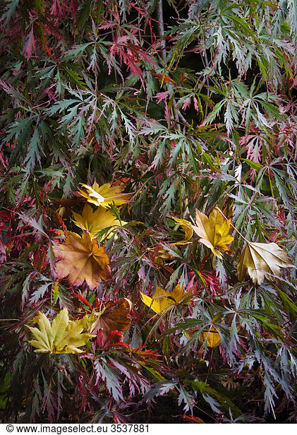 Maple leaves  Sweden
