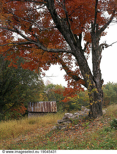Maple tree autumn foliage and chicken shack  Sebago  Maine.