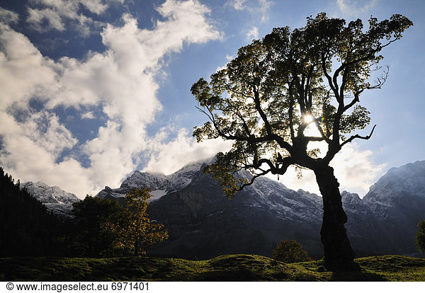 Maple Tree by Mountains  Grosser Ahornboden  Tirol  Austalia