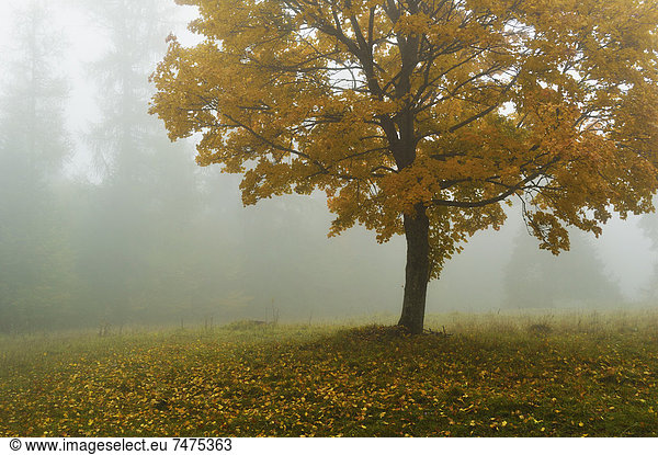 Maple Tree in Morning Fog  Swabian Alb  Baden-Wurttemberg  Germany