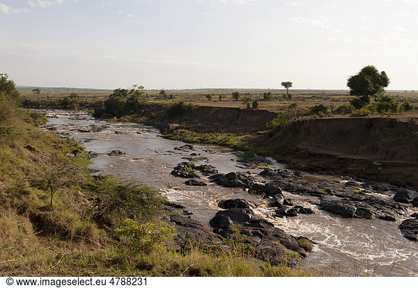 Mara Fluss  Masai Mara  Kenia  Afrika