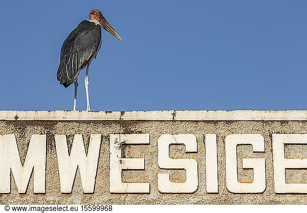 Marabu-Storch (Leptoptilos crumenifer); Hoima  Westliche Region  Uganda