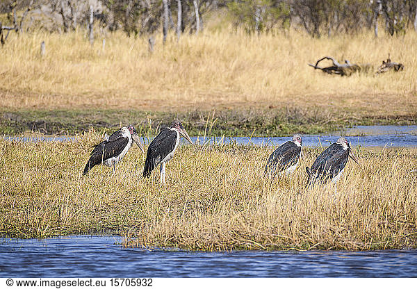 Marabu-Storch (Leptoptilos crumenifer)  Khwai Private Reserve  Okavango-Delta  Botswana  Afrika