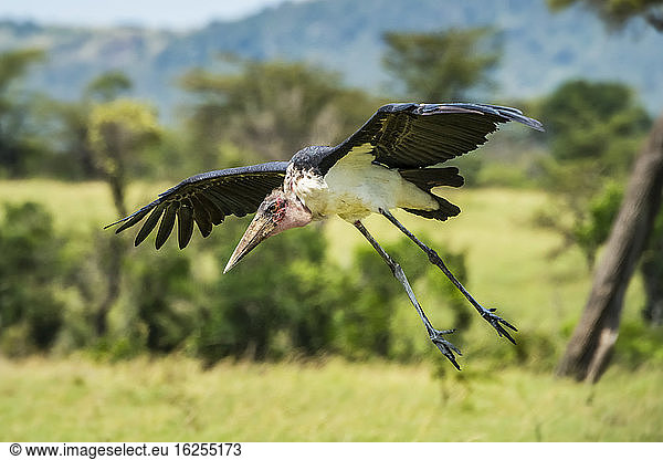 Marabu-Storch (Leptoptilos crumenifer) landet auf dem Savannen-Grasland; Tansania