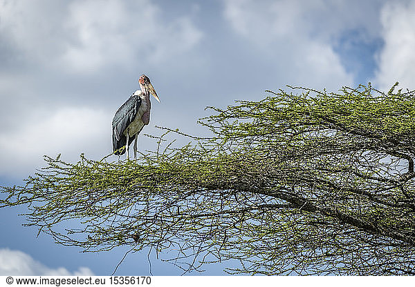 Marabu-Storch (Leptoptilos crumenifer) steht nach rechts auf einem Ast  Serengeti-Nationalpark; Tansania