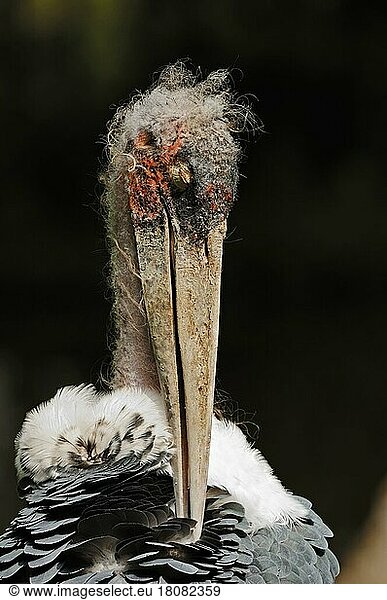 Marabu-Storch (Leptoptilos crumeniferus)