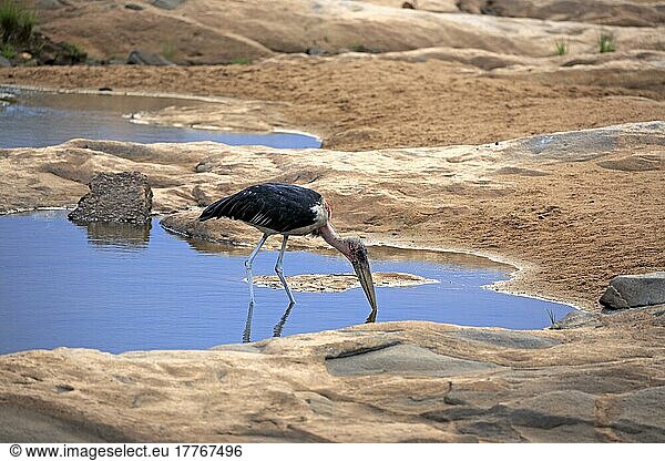 Marabu-Storch (Leptoptilos crumeniferus)  adult  Kruger Nationalpark  Südafrika