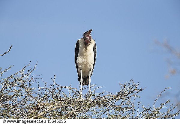 Marabu-Storch (Leptoptilos crumeniferus)  sitzt auf einem Baum  Ghanzi  Botswana  Afrika