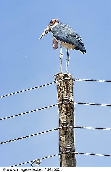 Marabu-Storch (Leptoptilos crumeniferus) sitzt auf einem Strommast Bogoria Kenia Afrika