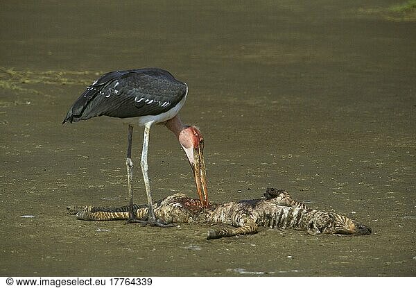 Marabu-Storch (Leptoptilus crumeniferus) beim Fressen von jungen Zebras
