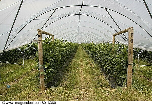 Maravilla raspberries grow in a polly tunnel
