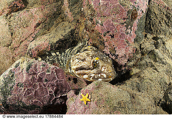 Marbled rockcod (Notothenia rossii) is a species of marine ray-finned fish  belonging to the family Nototheniidae  the notothens or cod icefishes. Antarctic Peninsula  Antarctica.