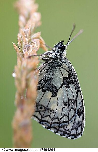 Marbled white (Melanargia galathea)  butterfly  Upper Danube nature Park  Baden-Württemberg  Germany  Europe