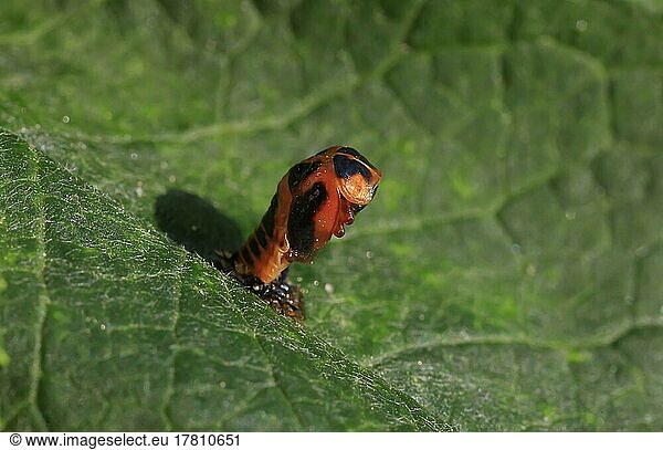 Marienkäfer (Coccinellidae)  Käfer schlüpft aus der Puppe  Deutschland  Europa