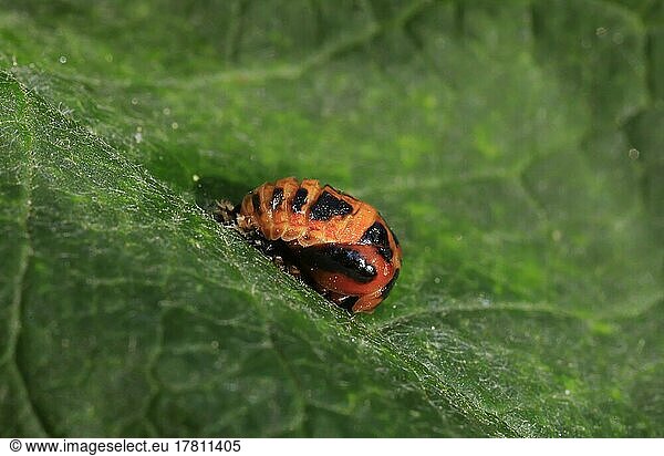 Marienkäfer (Coccinellidae)  Käfer schlüpft aus der Puppe  Deutschland  Europa
