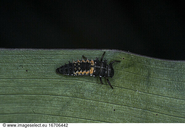 Marienkäferlarve auf einem Blatt  extremes Makro  schwarzer Hintergrund