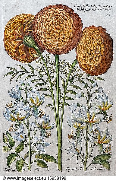 Marigold (Tagetes)  hand-coloured copper engraving by Johann Theodor de Bry  from Florilegium Novum  1611