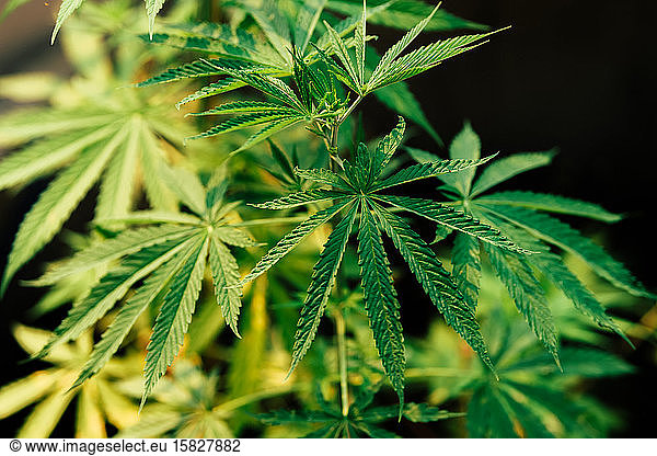 Marihuana-Blätter  Hanf  Indica  natürlicher Bokeh-Hintergrund