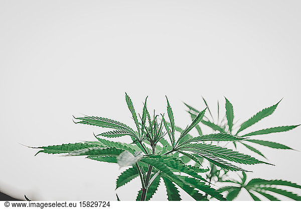 Marihuana-Blätter  Hanf  Indica  natürlicher Bokeh-Hintergrund