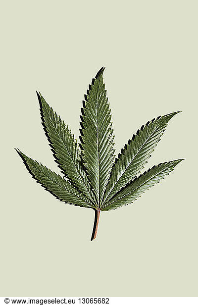 Marihuanablatt vor weissem Hintergrund