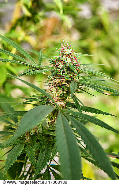 Marijuana plant.