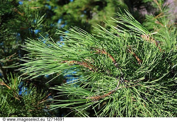 Maritime pine or cluster pine (Pinus pinaster) is a coniferous tree native to Mediterranean Basin  specially to Iberian Peninsula. Leaves detail. This photo was taken in Soria province  Castilla-Leon  Spain.