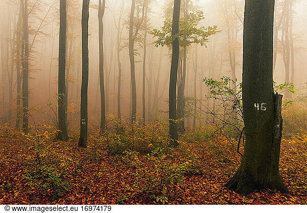 Marked trees in Misty Autumn Forest