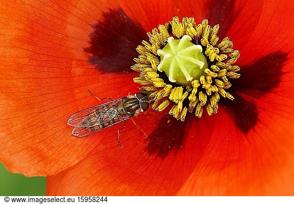 Marmalade hoverfly (Episyrphus balteatus) eats pollen in one flower from the seed poppy (Papaver dubium)  Schleswig-Holstein  Germany  Europe
