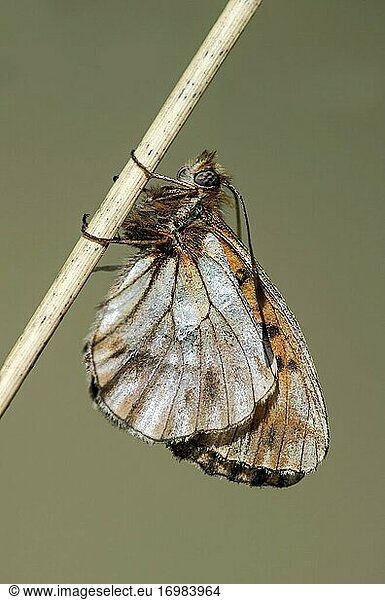 Marmorierter Scheckenfalter (Brenthis daphne)  ein bürstenfüßiger Schmetterling (Familie Nymphalidae)  Chancy  Genf  Schweiz.