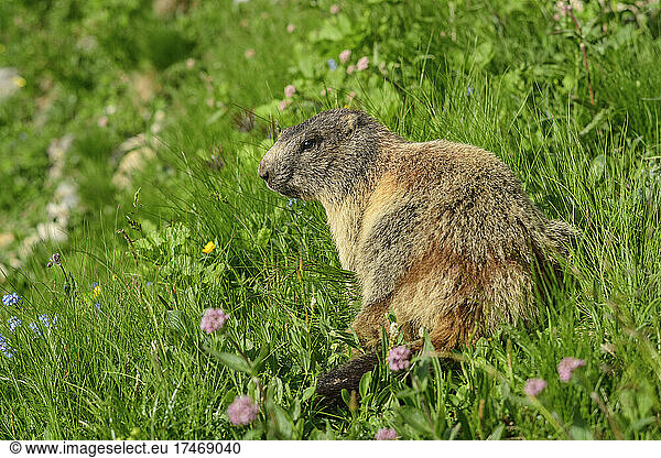 Marmot amidst plants looking away at Carinthia  Austria