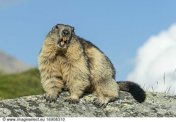 Marmot (Marmota marmota) in the Alps  Hohe Tauern National Park  Austria  Europe