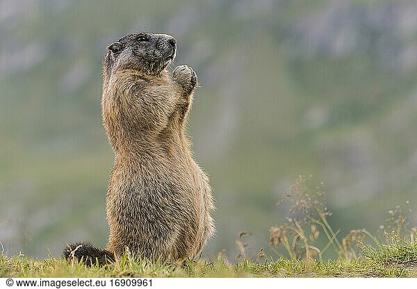 Marmot (Marmota marmota) in the Alps  Hohe Tauern National Park  Austria  Europe