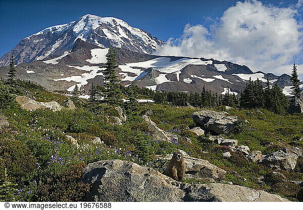 Marmot  wildflowers and Washington's Mount Rainier in Summer.