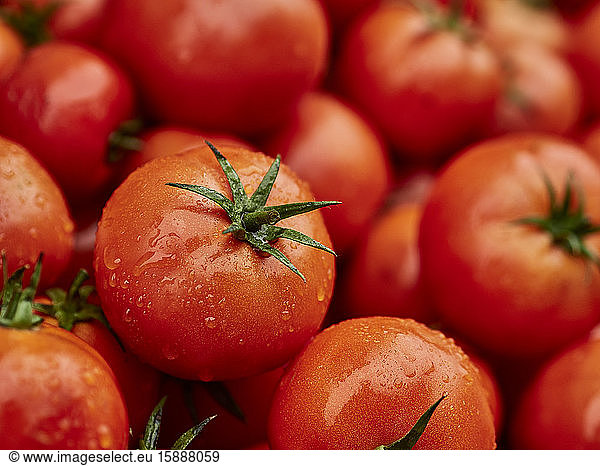 Marokko  Haufen frischer reifer Tomaten