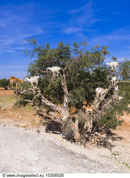 Marokko  Marrakech-Tensift-Al Haouz  Essaouira  Ziegen auf Arganbaum klettern  Argannüsse essen