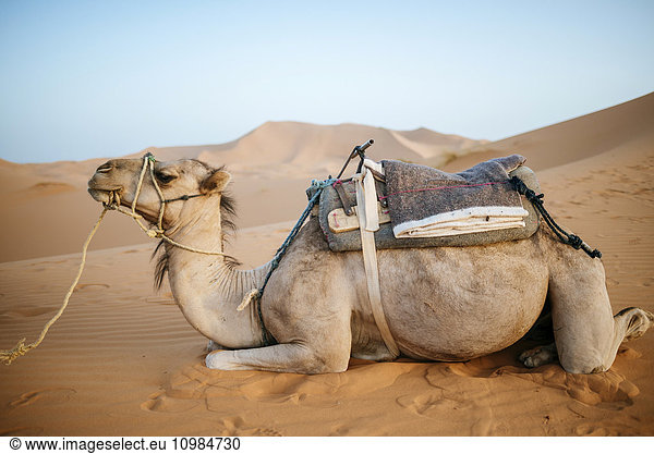 Marokko  Meknes-Tafilalet  Midelt  Merzouga  Kamel in der Wüste Erg Chebbi.