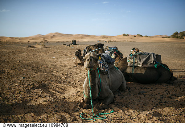 Marokko  Meknes-Tafilalet  Midelt  Merzouga  Kamele in der Wüste Erg Chebbi.